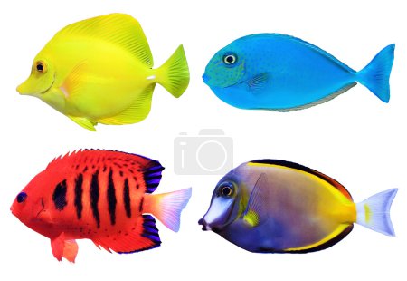 Set of tropical sea fishs