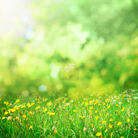 Sunny flower meadow
