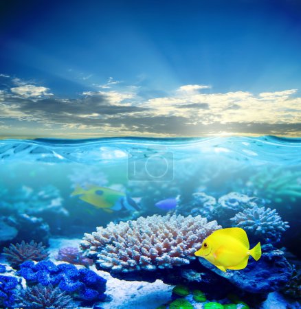 Under water life