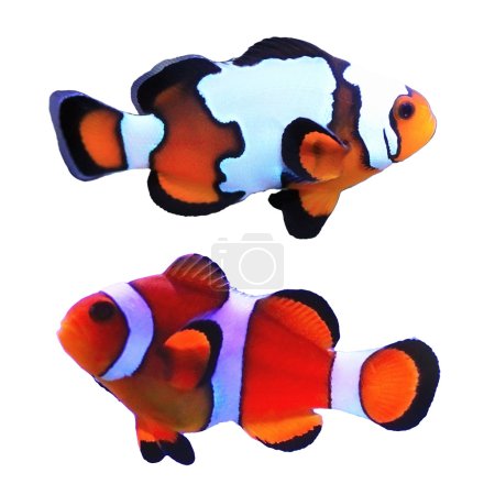 Clown fishs