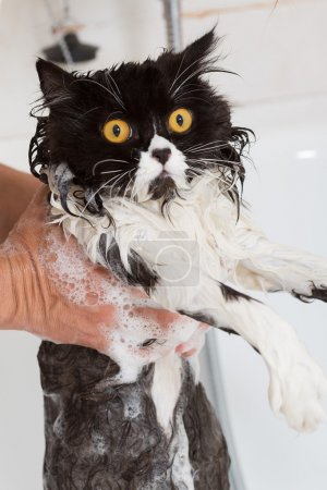 Bathing a cat