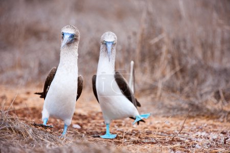 Blue footed booby mating dance