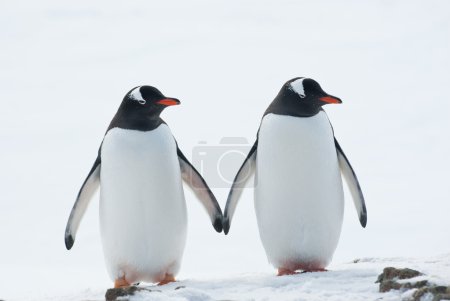 Two penguins Gentoo.