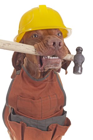 Handyman dog