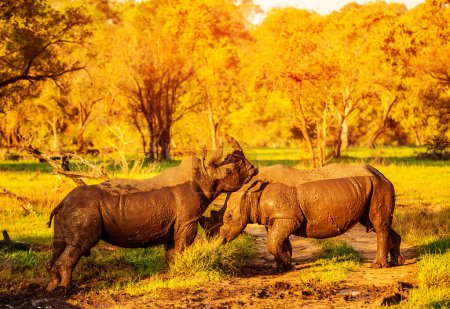Two fighting rhinoceros