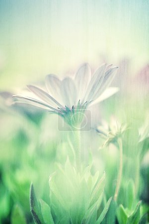 Gentle daisy field