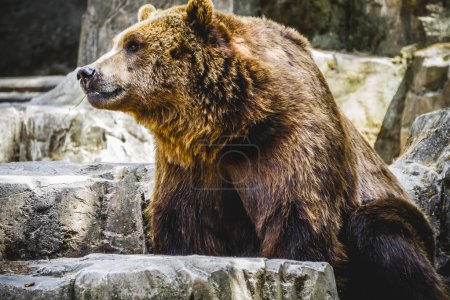 Furry brown bear