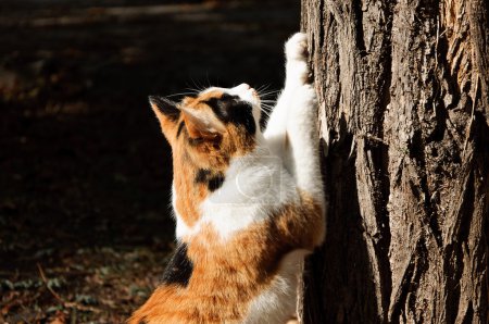Cat scrathing tree