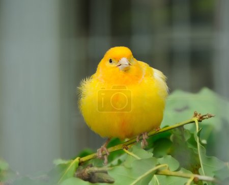 yellow canary bird