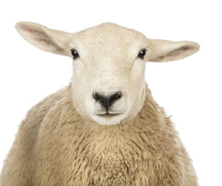 Close-up of a Sheep's head against white background