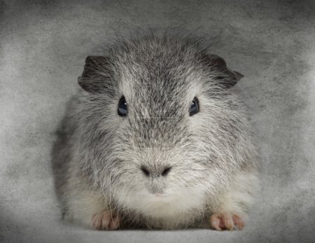 Front view of a Swiss Teddy Guinea Pig facing, looking at the ca