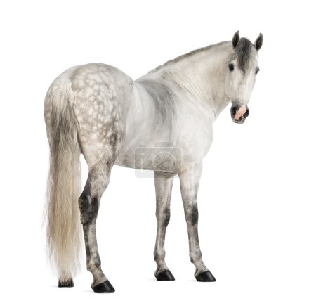 Rear view of a Male Andalusian, 7 years old, also known as the Pure Spanish Horse or PRE, looking back against white background