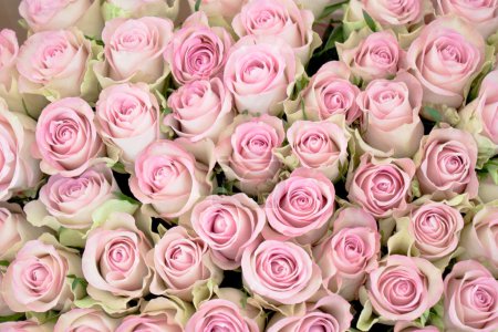 Close-up of a bouquet of pink roses