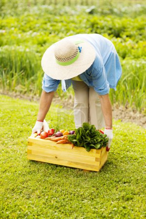 Senior woman picking up the box filled fresh vegetables