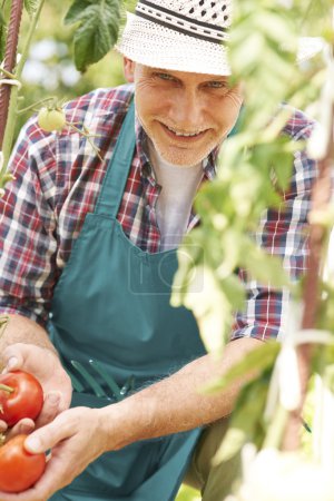 Mature man with tomatoes