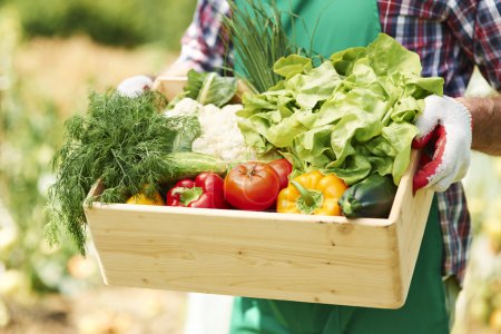 Box with vegetables in hands