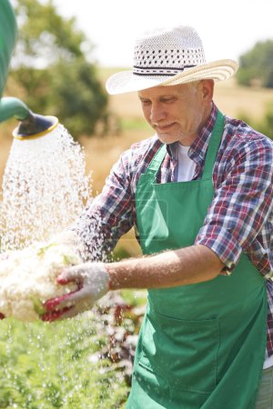 Mature man cleaning fresh vegetable