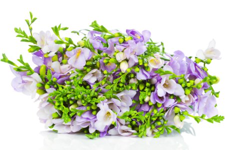 Lilac freesia isolated on white