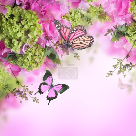 Spring chrysanthemum with butterflies on pink