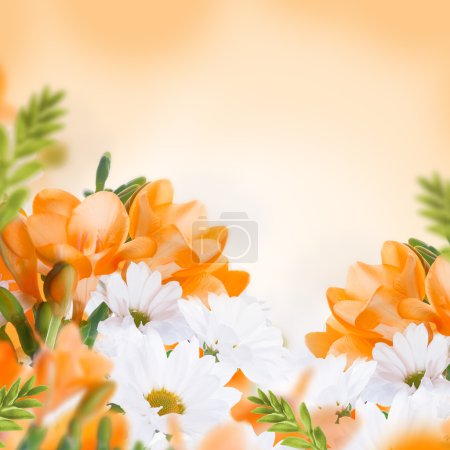 Primrose and daisies