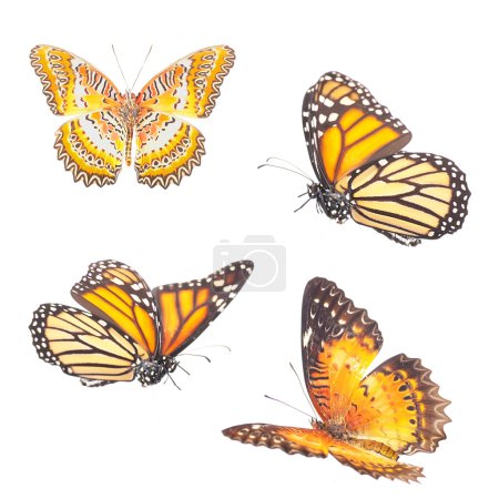 Beautiful varicoloured butterflies
