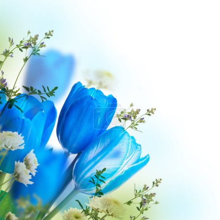 Blue tulips with mimosa