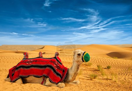 Tourist camel