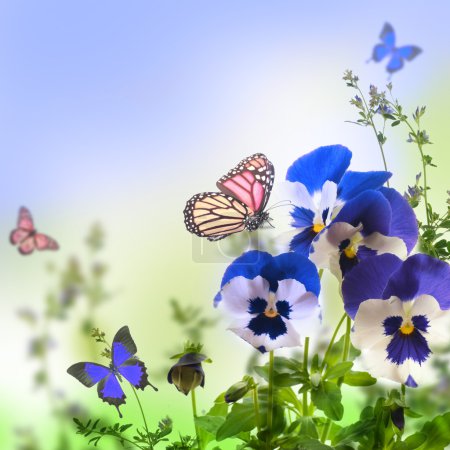 Blue spring violets
