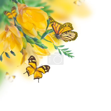 Primroses and butterflies