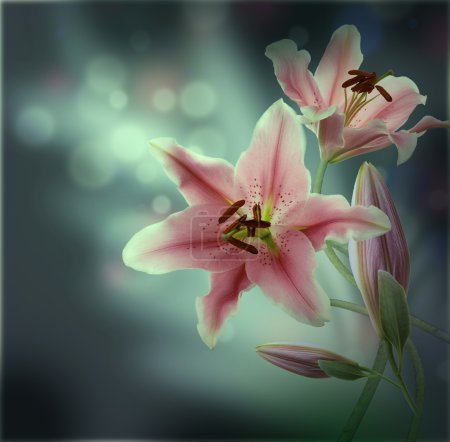Multi-colored lilies on a dark background