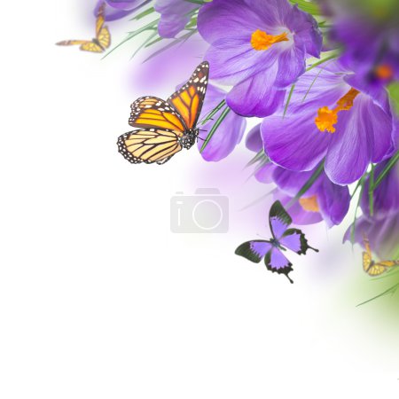 Spring crocuses with butterfly