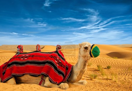 Tourist camel