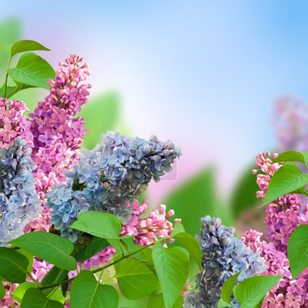 Branch of a multi-colored syringa