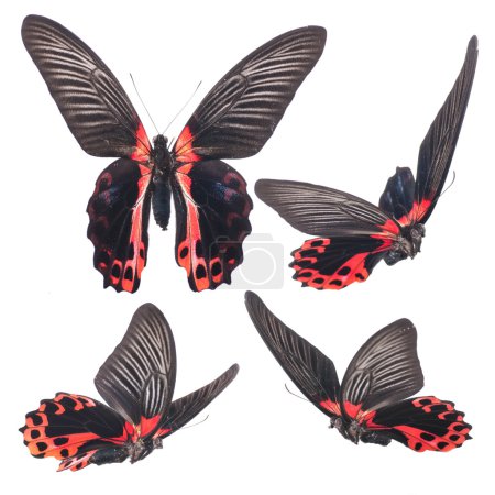 Beautiful varicoloured butterflies