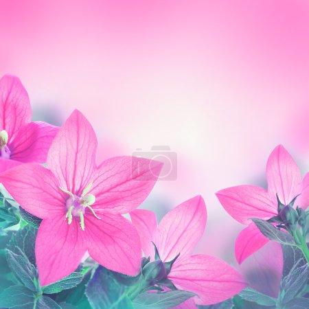 Bouquet of pink bells