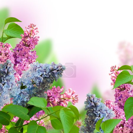 Branch of a multi-colored syringa