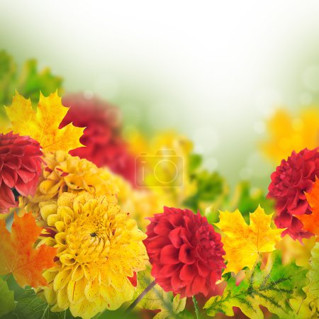Colorful autumn chrysanthemums