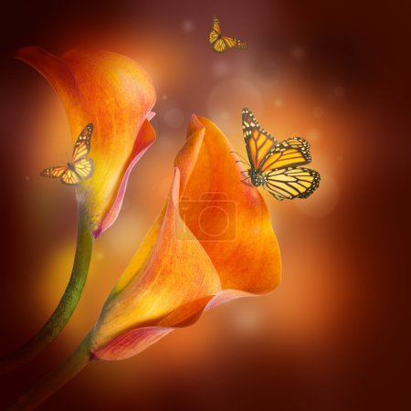 Multi-colored lilies and the butterfly on a dark background
