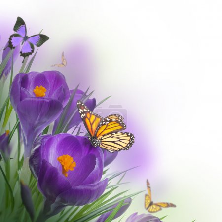 Spring crocuses with butterfly