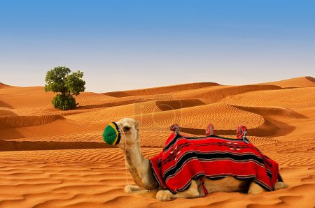 Tourist camel