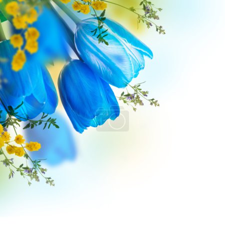 Blue tulips with mimosa