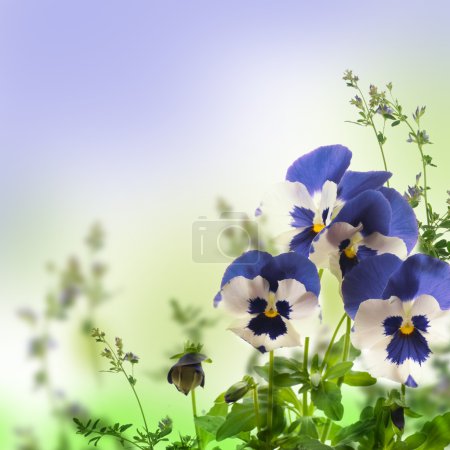 Blue spring violets on a green background