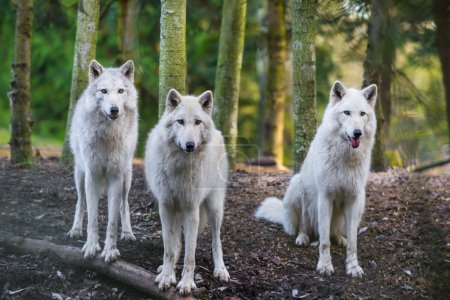 Arctic Wolfs