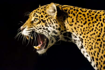 Roaring Jaguar