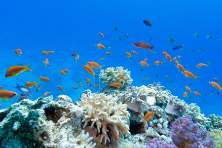 Coral reef with soft and hard corals with exotic fishes anthias on the bottom of tropical sea  on blue water background