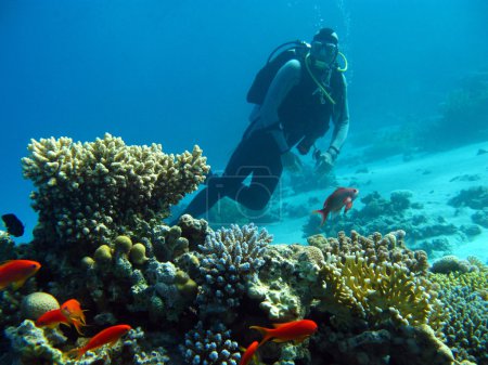 Scuba diver above coral reef in tropical sea