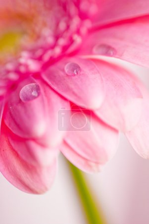 Closeup of pink gerbera flowers with water droplets