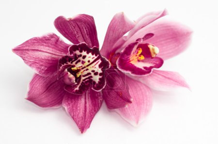Orchids over white background