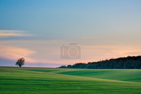 Summer sunset over the field - landscape