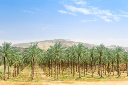 Date palm orchard plantation oasis in Middle East desert